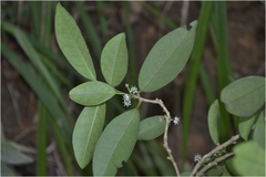 Ilex wightiana